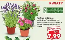 Kaufland Lawenda wąskolistna oferta