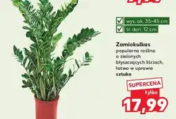 Kaufland Zamiokulkas 12 cm oferta