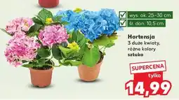 Kaufland Hortensja don. 10.5 cm oferta