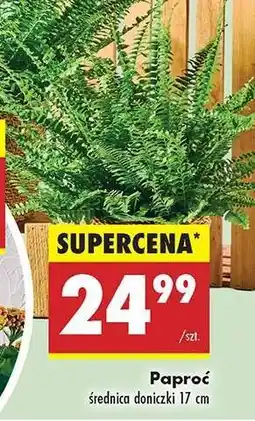 Biedronka Paproć oferta