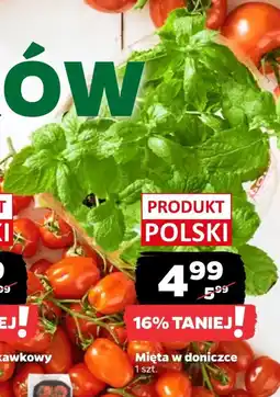 Netto Mięta Polski oferta