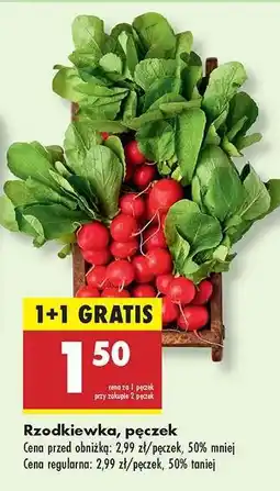 Biedronka Rzodkiewka pęczek oferta