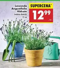 Biedronka Lawenda Angustifolia Hidcote oferta
