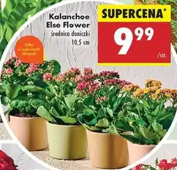 Biedronka Kalanchoe Else Flower oferta