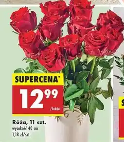 Biedronka Róża 11 szt oferta