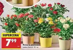 Biedronka Róża w doniczce oferta