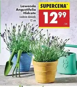 Biedronka Lawenda angustifolia hidcote 12 cm oferta