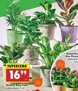 Biedronka Roślina easy care 11 cm oferta