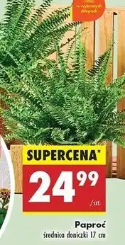 Biedronka Paproć don. 17 cm oferta