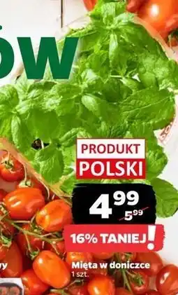 Netto Mięta w doniczce oferta