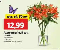 Lidl Alstromerie oferta
