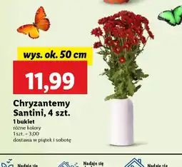 Lidl Chryzantemy Santini oferta