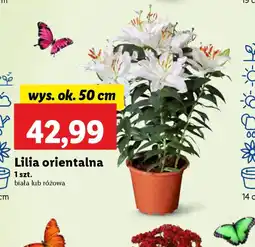 Lidl Lilia orientalna oferta