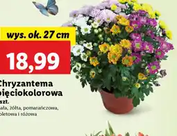 Lidl Chryzantema pięciokolorowa oferta