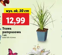 Lidl Trawa pampasowa oferta