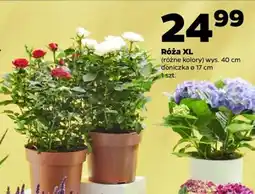 Netto Róża XL oferta