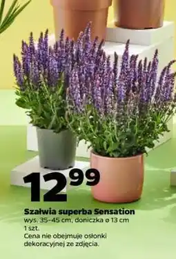 Netto Szałwia superba Sensation oferta