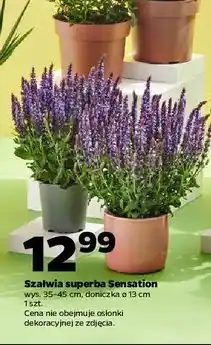 Netto Szałwia superba sensation 13 cm oferta