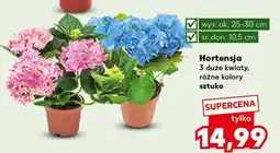Kaufland Hortensja Ok oferta