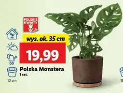 Lidl Polska monstera oferta