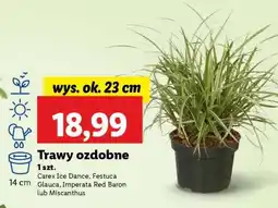 Lidl Trawy ozdobne oferta