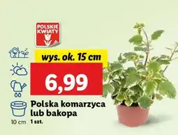 Lidl Polska komarzyca lub bakopa oferta