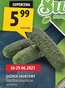 Arhelan Ogórek gruntowy Arhelan oferta