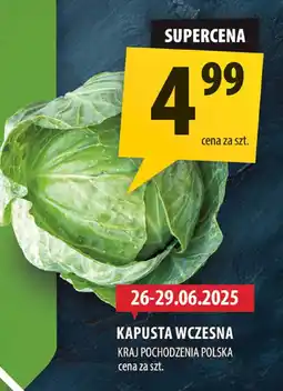 Arhelan Kapusta wczesna Arhelan oferta