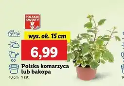 Lidl Bakopa oferta