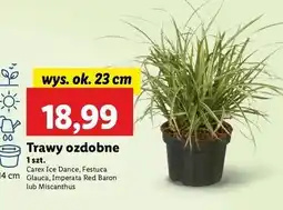 Lidl Trawa ozdobna miscanthus oferta
