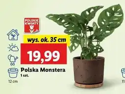 Lidl Monstera 35 cm oferta