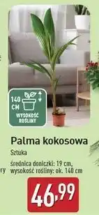 ALDI Palma kokosowa don 19 cm oferta