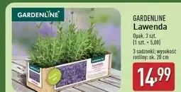 ALDI Lawenda Gardenline oferta