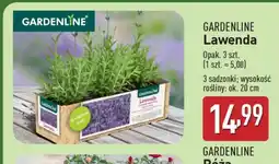 ALDI GARDENLINE Lawenda oferta