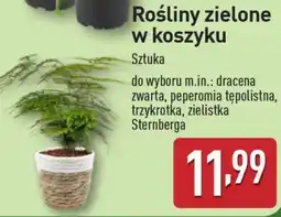 ALDI Rośliny zielone w koszyku oferta