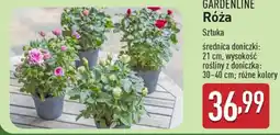 ALDI GARDENLINE Róża oferta