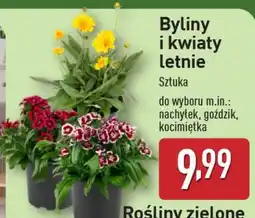 ALDI Byliny i kwiaty letnie oferta