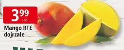 E.Leclerc Mango RTE dojrzałe oferta