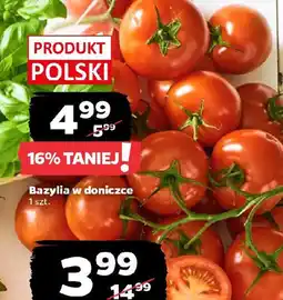 Netto Bazylia w doniczce oferta