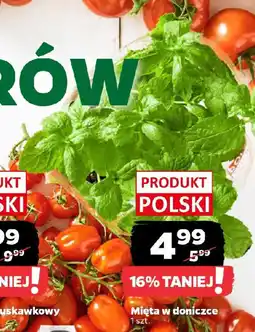 Netto Mięta w doniczce oferta