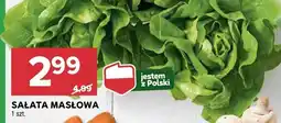 Stokrotka Sałata masłowa Stokrotka oferta