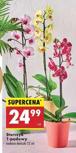 Biedronka Storczyk 1-pędowy oferta