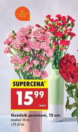 Biedronka Gozdzik premium 12 szt oferta