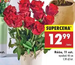 Biedronka Róża 11 szt oferta