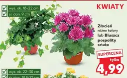 Kaufland Złocień różne kolory lub Bluszcz pospolity sztuka oferta
