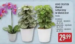 ALDI Monstera Home Creation oferta