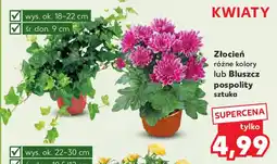 Kaufland Złocień różne kolory lub Bluszcz pospolity oferta