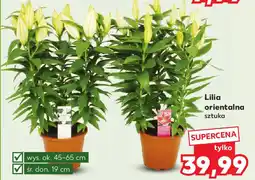 Kaufland Lilia orientalna oferta