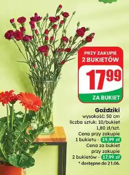 Dino Goździki 50 cm oferta