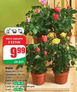 Dino Róża don. 12 cm oferta
